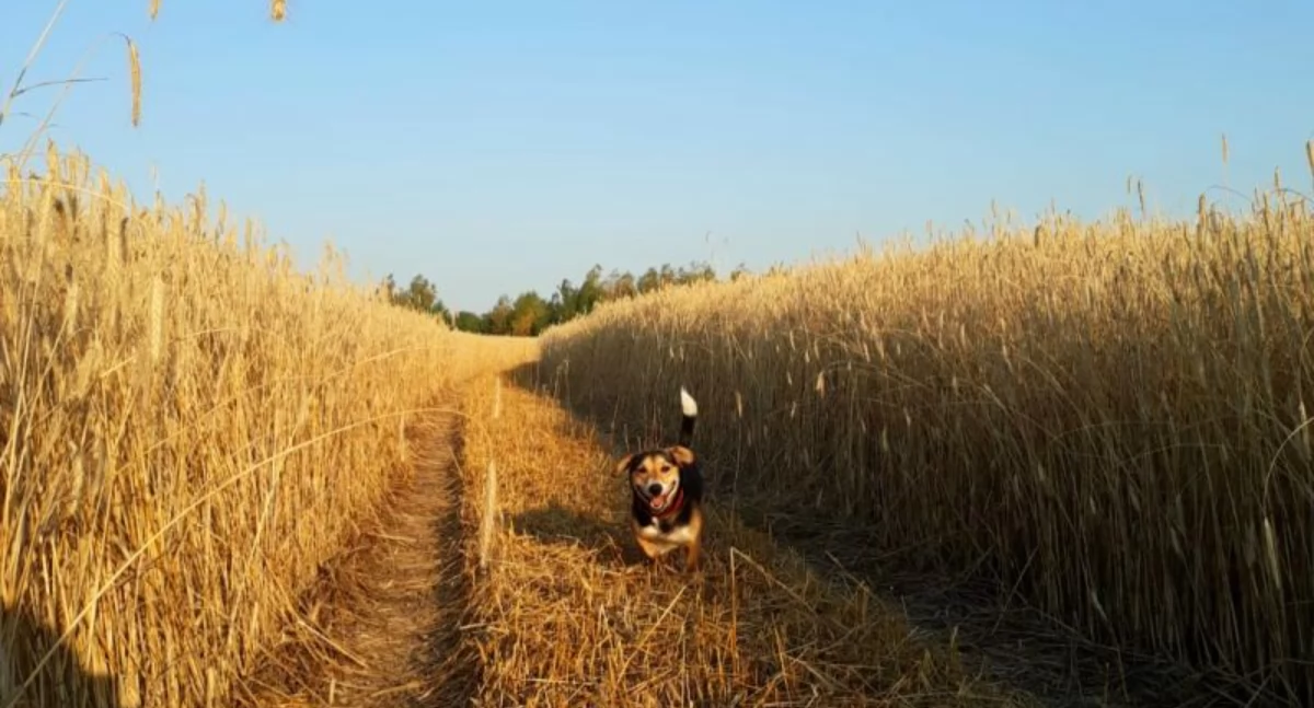 Bezpieczeństwo, Zadbajmy bezpieczeństwo podczas polowych - zdjęcie, fotografia