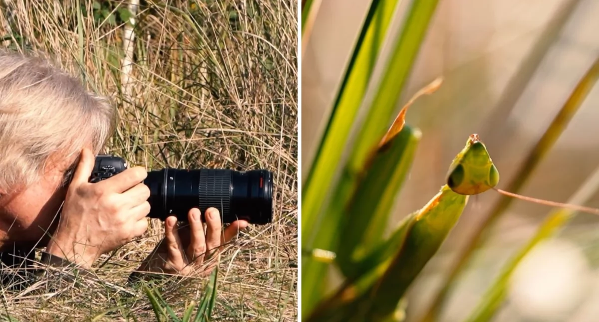 Pogoda, Modliszka Magicznego Śródlesia - zdjęcie, fotografia