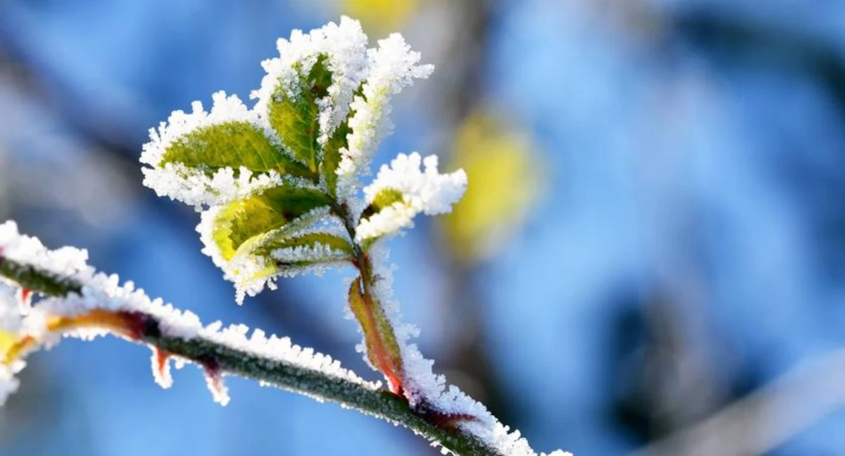 Pogoda, informuje przymrozkach piątku sobotę - zdjęcie, fotografia