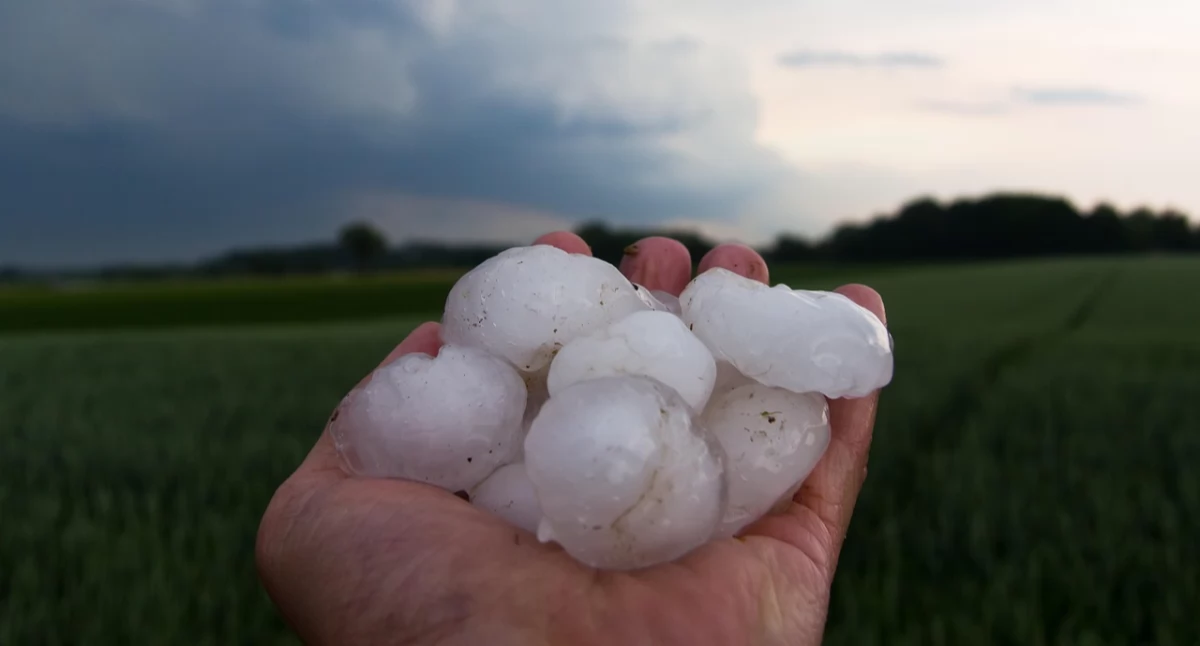 Rolnictwo, Ruszył nabór wniosków oszacowanie strat gradobiciu nawalnym deszczu - zdjęcie, fotografia