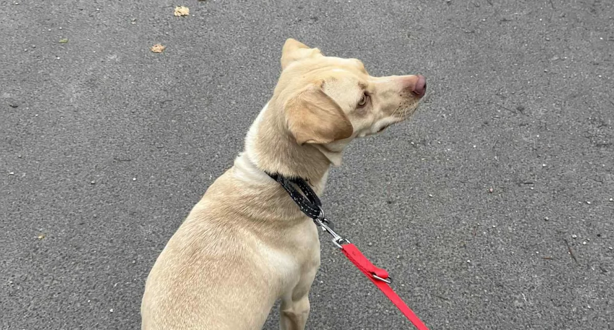 Krajowy Rejestr Oznakowanych Psów i Kotów. Nowa ustawa w walce z bezdomnością zwierząt