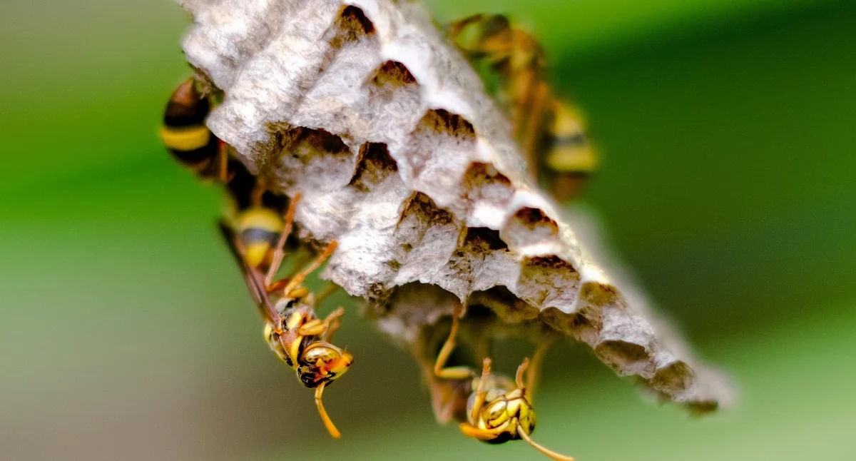 Usuwanie gniazd os i szerszeni – obowiązki właścicieli nieruchomości i zasady interwencji straży