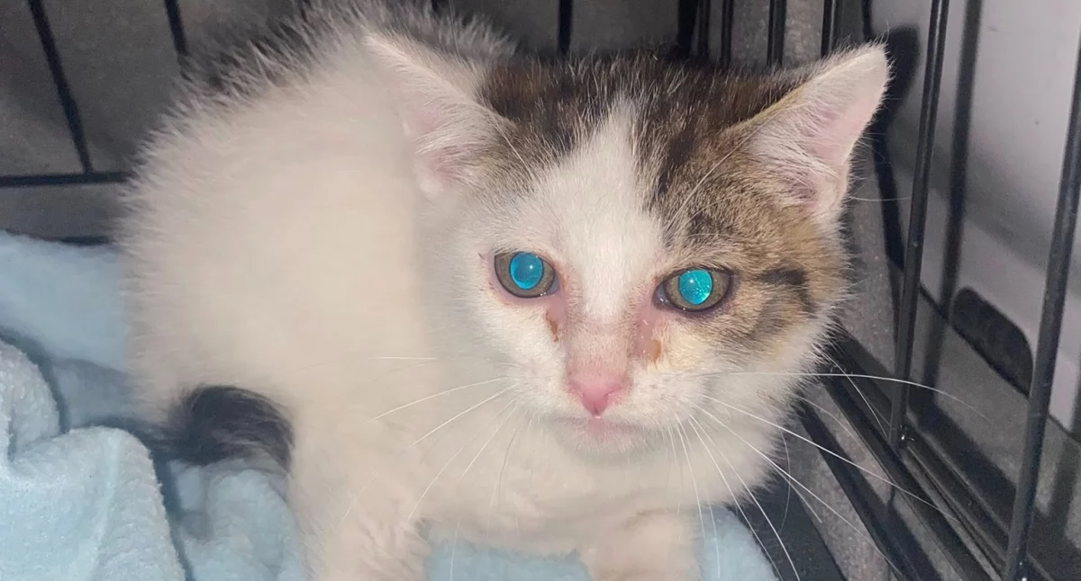 Porzucił kotkę z kociętami w lesie, bo jechał nad morze