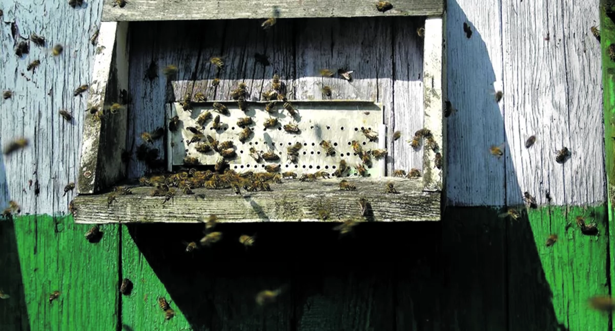 Natura i ekologia, Wielki powrót czarnej pszczoły - zdjęcie, fotografia