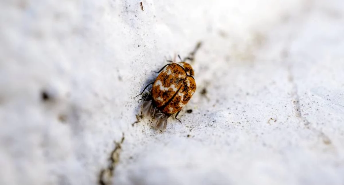 Zdrowie, Dolnośląski przypomina Latem uważaj kleszcze - zdjęcie, fotografia