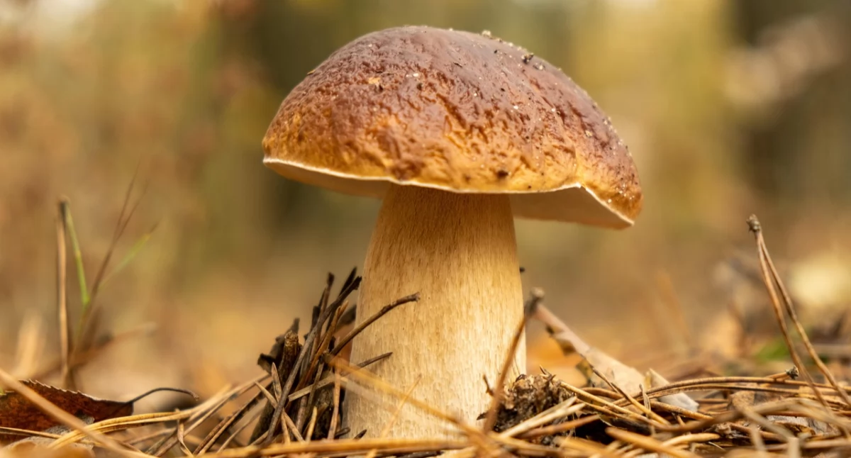 Turystyka, przygotować grzybobrania Praktyczny poradnik początkujących tylko - zdjęcie, fotografia