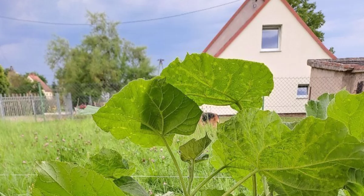 Inwestycje, Gliniany inwestują świetlicę zieleń sprzęty nasadzenia! - zdjęcie, fotografia