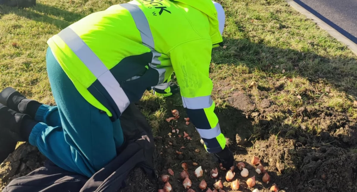 Natura i ekologia, Tysiące tulipanów Śródmiejskim Obejściu Wołowa - zdjęcie, fotografia