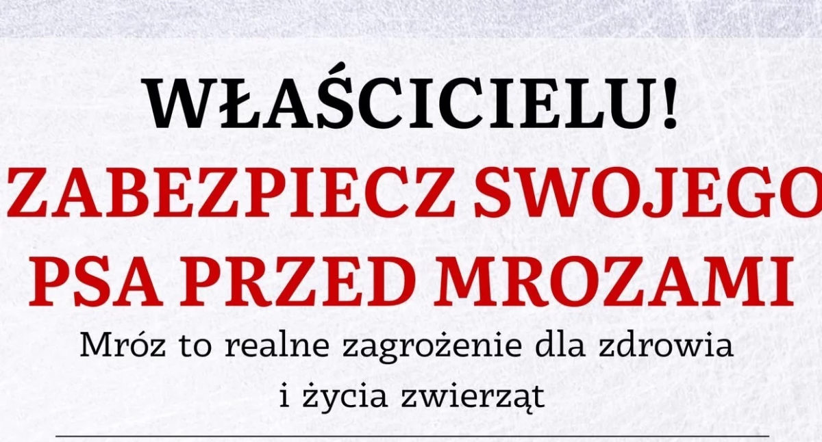 Pomoc, Mróz realne zagrożenie Zwierzęta cierpią ciszy reagujmy - zdjęcie, fotografia