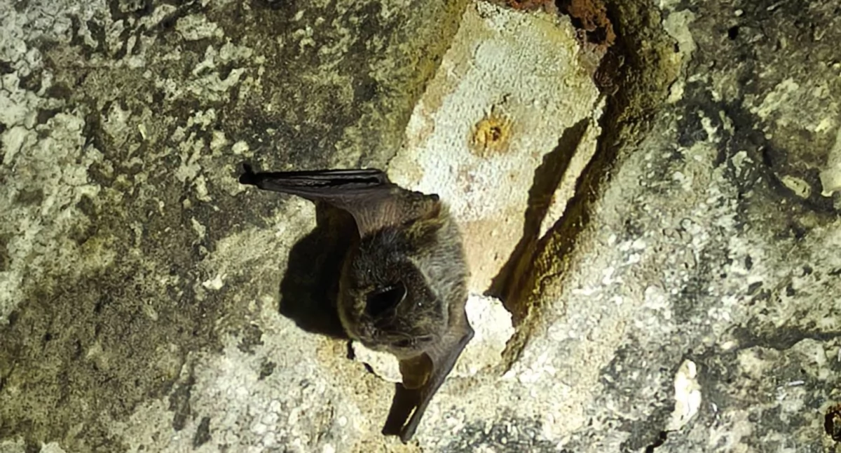 Natura i ekologia, Liczenie nietoperzy klasztorze Lubiążu piwnicach odkryto osobników - zdjęcie, fotografia