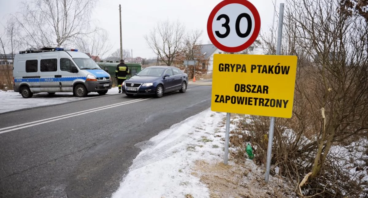 Bezpieczeństwo, Grypa ptaków regionie Powiat wołowski obszarze objętym restrykcjami - zdjęcie, fotografia