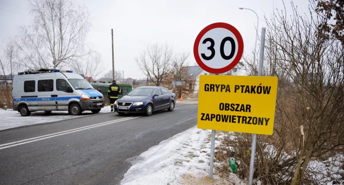 Interwencje, Ptasia grypa odpuszcza Powiat wołowski strefie zakażenia wirusem - zdjęcie, fotografia