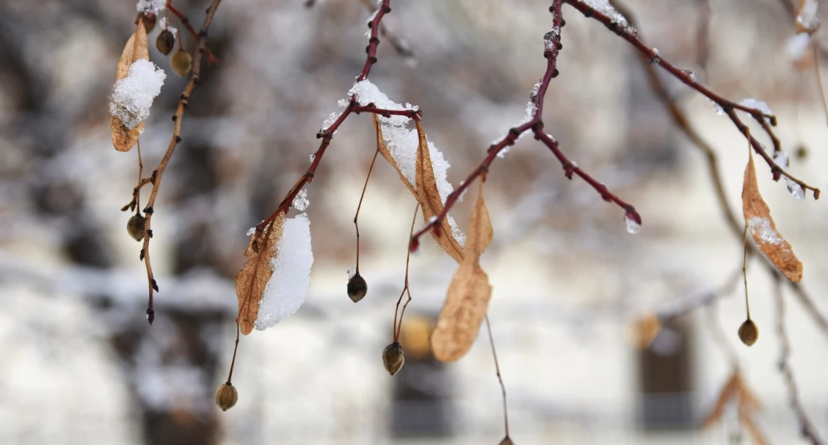 Pogoda, Ostrzeżenie meteorologiczne powiatu wołowskiego - zdjęcie, fotografia