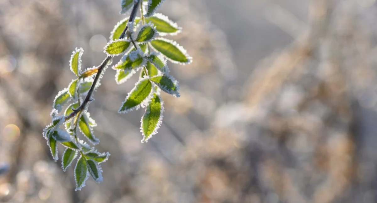 Pogoda, Ostrzeżenie meteorologiczne powiatu wołowskiego nadchodzi przymrozek - zdjęcie, fotografia