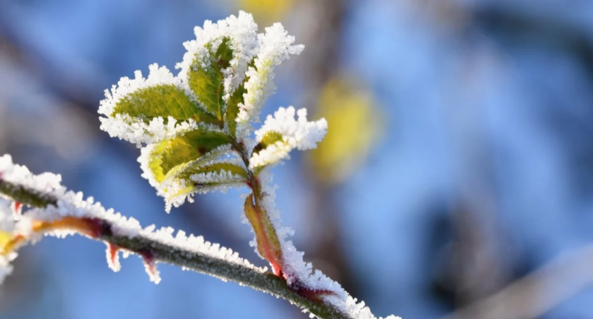 Pogoda, Przymrozki gminie Wołów Wydano ostrzeżenie meteorologiczne - zdjęcie, fotografia