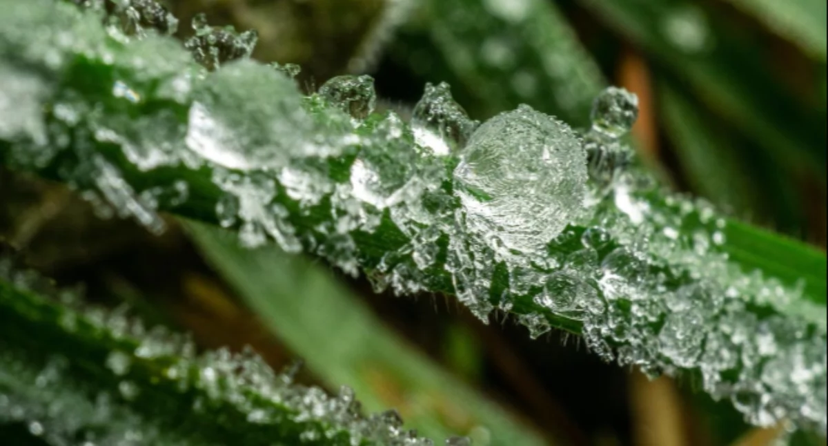 Pogoda, Alert powiatu wołowskiego! Wracają przymrozki temperatura spadnie poniżej - zdjęcie, fotografia