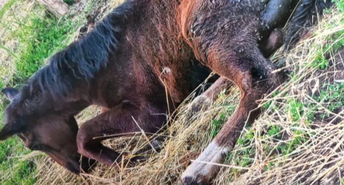 Źrebak był wyczerpany zanim dotarła pomoc.