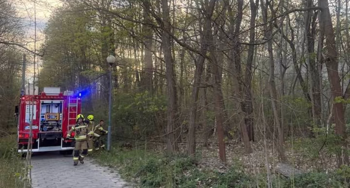 Pożary, Wracamy sprawy pożaru parku Brzegu Dolnym strażacy podejrzewają podpalenie - zdjęcie, fotografia