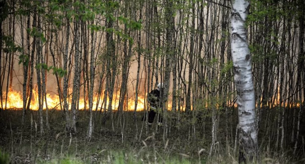 Natura i ekologia, Czerwony alarm lasach powiatu wołowskiego Policja apeluje rozsądek „Wystarczy jedna iskra” - zdjęcie, fotografia