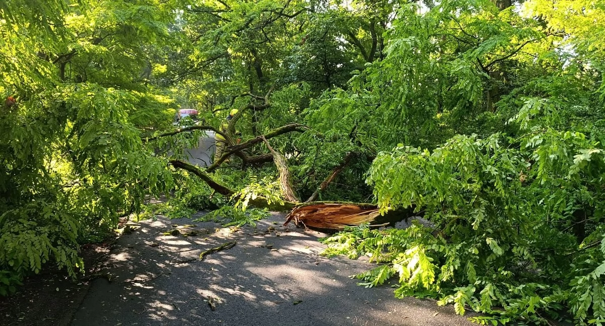 fot. OSP Brzeg Dolny (Powalone drzewo na drodze pomiędzy Radeczem a Jodłowicami)