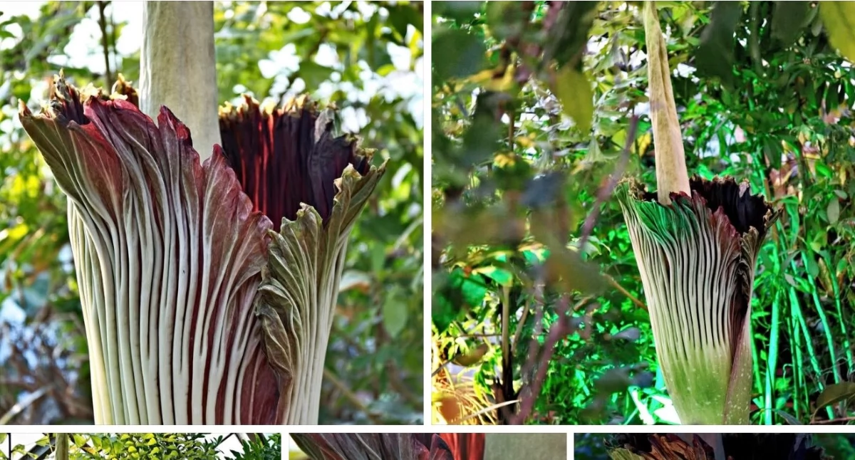 Fot/Scren Ogród Botaniczny we Wrocławiu/ Janek D. Wiśniewski 