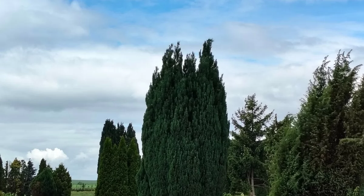 Odeszli od nas - wspomnienia , Ostatnie pożegnanie Odeszli mieszkańcy powiatu wołowskiego - zdjęcie, fotografia