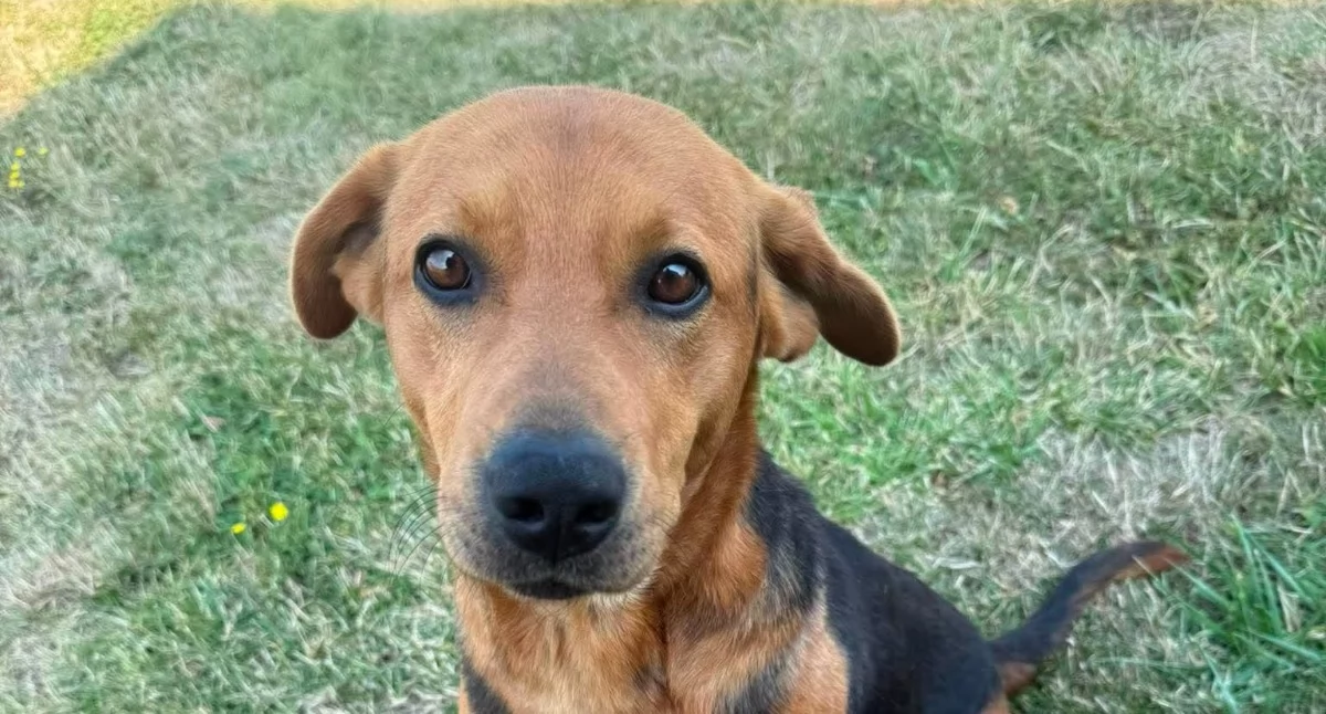 Interwencje, Pilna adopcja Znaleziony Małowicach szuka nowego - zdjęcie, fotografia