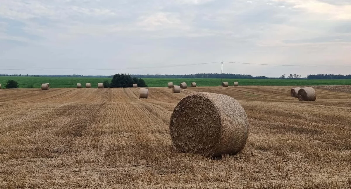 Rolnictwo, Złoty zbiorów dawnych tradycji radosne Święto Plonów naszym regionie - zdjęcie, fotografia