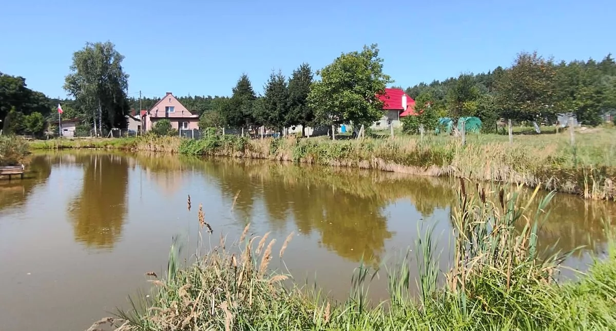 Staw w Radeczu.