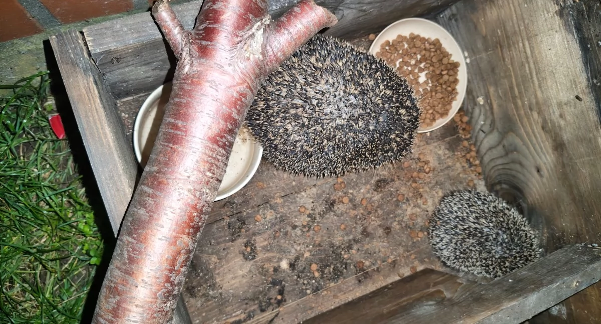 Natura i ekologia, Dokąd nocą tupta Zwyczaje dokarmianie zimowy kolczastych gości - zdjęcie, fotografia
