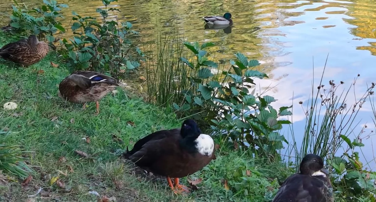 Natura i ekologia, Jesienny spacer Parku Miejskim Brzegu Dolnym Poznaj sekrety zabytkowej przyrody drugie życie drzew - zdjęcie, fotografia