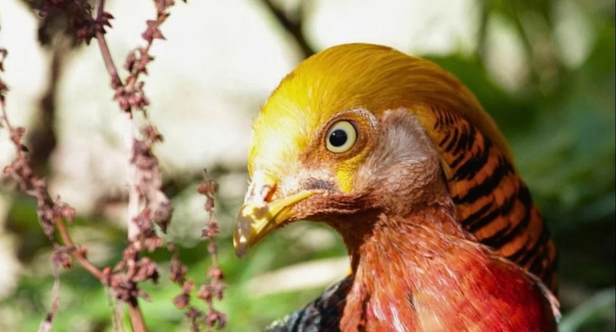Natura i ekologia, Egzotyczna dżungla sercu Sudetów Łączna otwarto „Śpiewającą Azję” - zdjęcie, fotografia