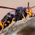 vespa velutina