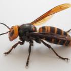 Szerszeń azjatycki - vespa mandarinia
