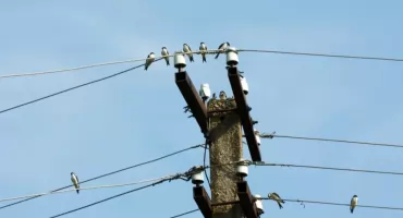 Uwaga mieszkańcy powiatu wołowskiego! Awaria i planowane wyłączenia prądu [HARMONOGRAM]
