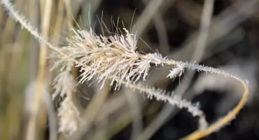 Uwaga na przymrozki w powiecie wołowskim! IMGW ostrzega mieszkańców