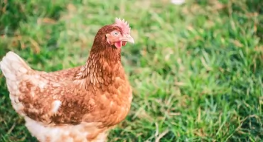 Ptasia grypa i rzekomy pomór drobiu zagrażają regionowi. Ważny apel do hodowców z powiatu wołowskiego!