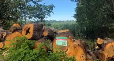 Nasze lasy wśród polskich puszcz. Wyjątkowe wyróżnienie dla Łęgów Odrzańskich