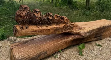 Las społeczny w Wołowie. To wyjątkowe miejsce dla mieszkańców i przyrody. Byliście już na „Łączniku