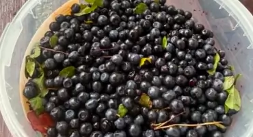 Sezon na leśne jagody ruszył i u nas. Gdzie ich szukać, po ile sprzedają i dlaczego to fioletowe złoto wspiera zdrowie?