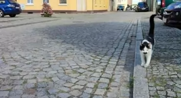 Serce miasta, które zwalnia rytm. Jaka przyszłość czeka dolnobrzeski Rynek?