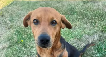 Pilna adopcja: Znaleziony pies w Małowicach szuka nowego domu 