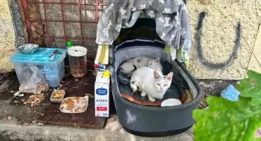Cztery kotki szukają domu. Znaleziono je w okolicach byłej przeprawy promowej