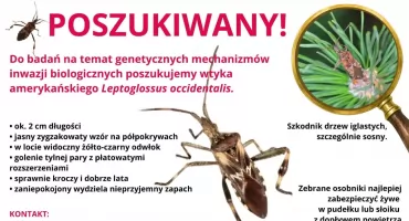 Poszukiwany wtyk amerykański! Naukowcy apelują o pomoc w odłowieniu inwazyjnego owada