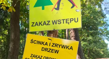 Jesień w lasach powiatu wołowskiego. Urok wędrówek, leśne kontrole i lokalne wycinki