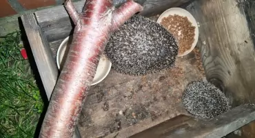 Dokąd nocą tupta jeż? Zwyczaje, dokarmianie i sen zimowy kolczastych gości