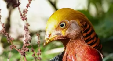 Egzotyczna dżungla w sercu Sudetów. W ZOO Łączna otwarto „Śpiewającą Azję”